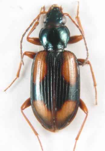 Réf. 194 669 : Bembidion bualei bualei